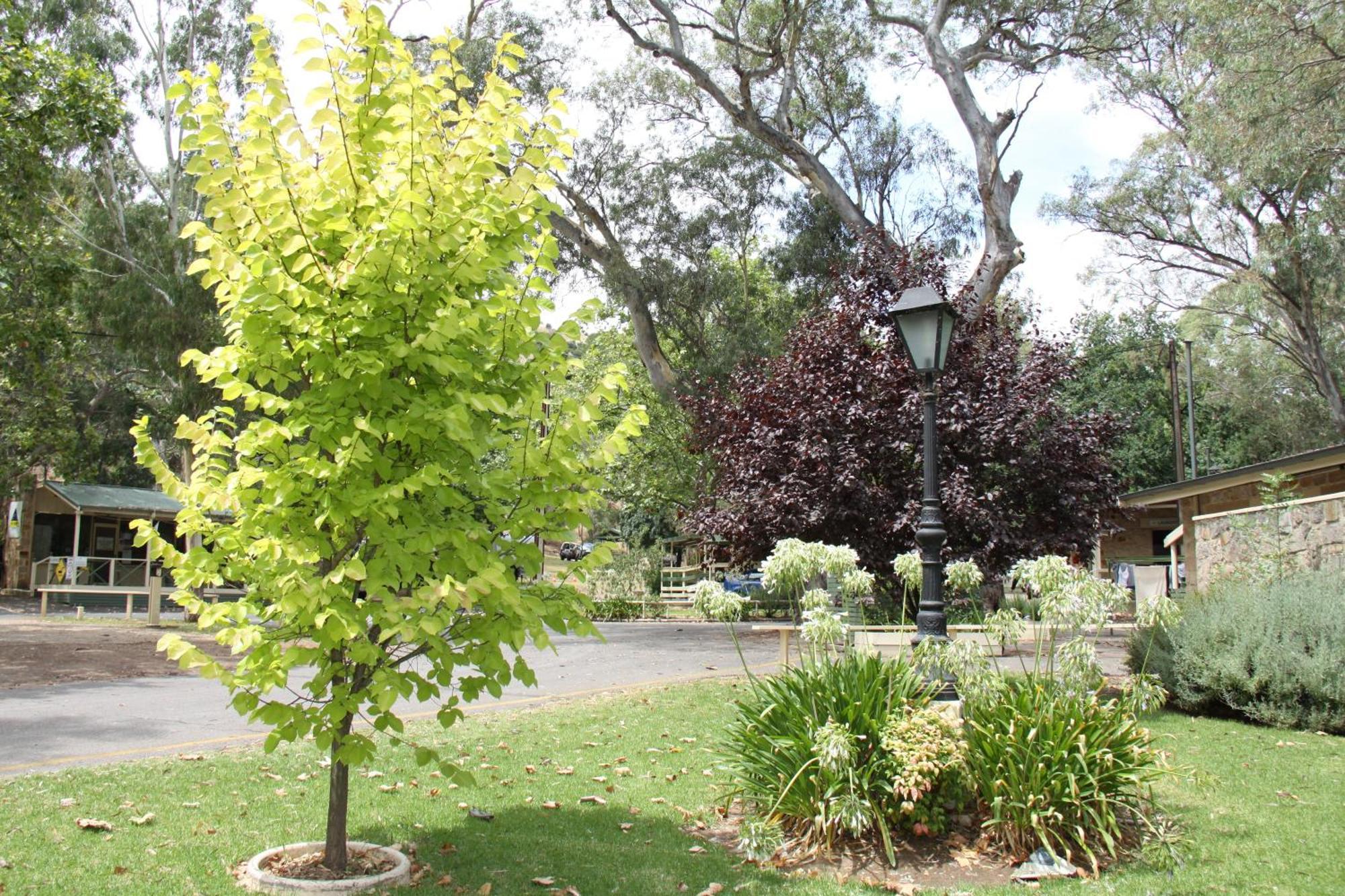 Adelaide Brownhill Creek Tourist Park Hotel ภายนอก รูปภาพ